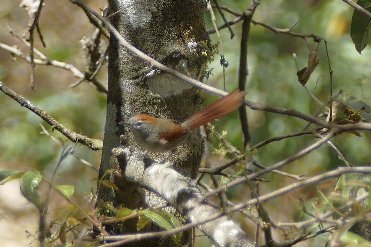 Azara's Spinetail - Peter Kaestner