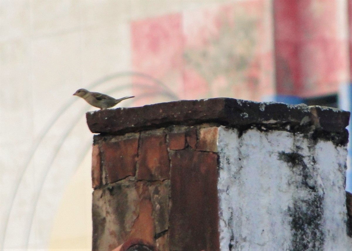 House Sparrow - ML111759321