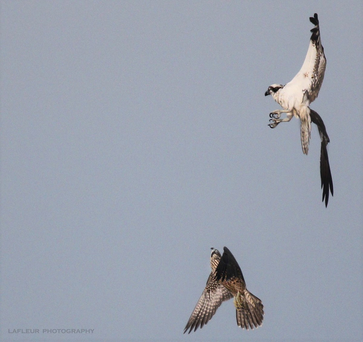 Эгэл шонхор - ML111759381