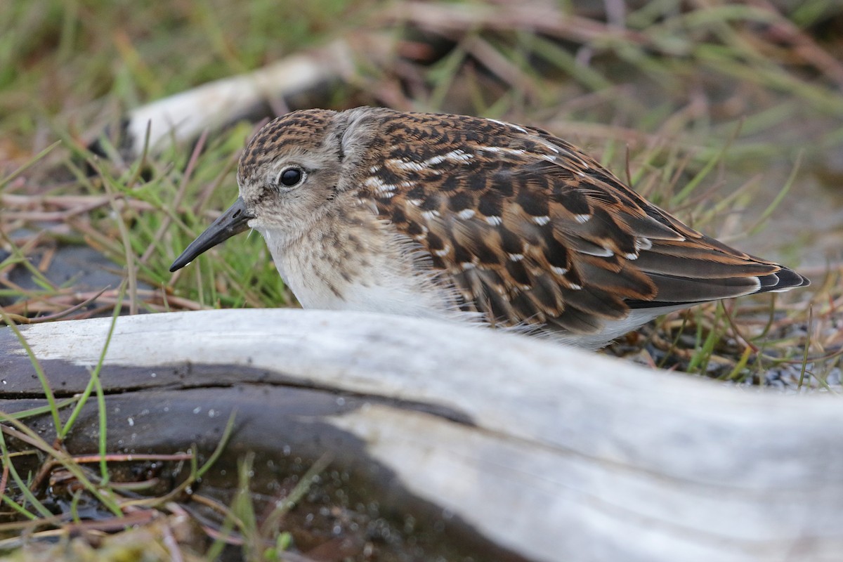 Wiesenstrandläufer - ML111759731