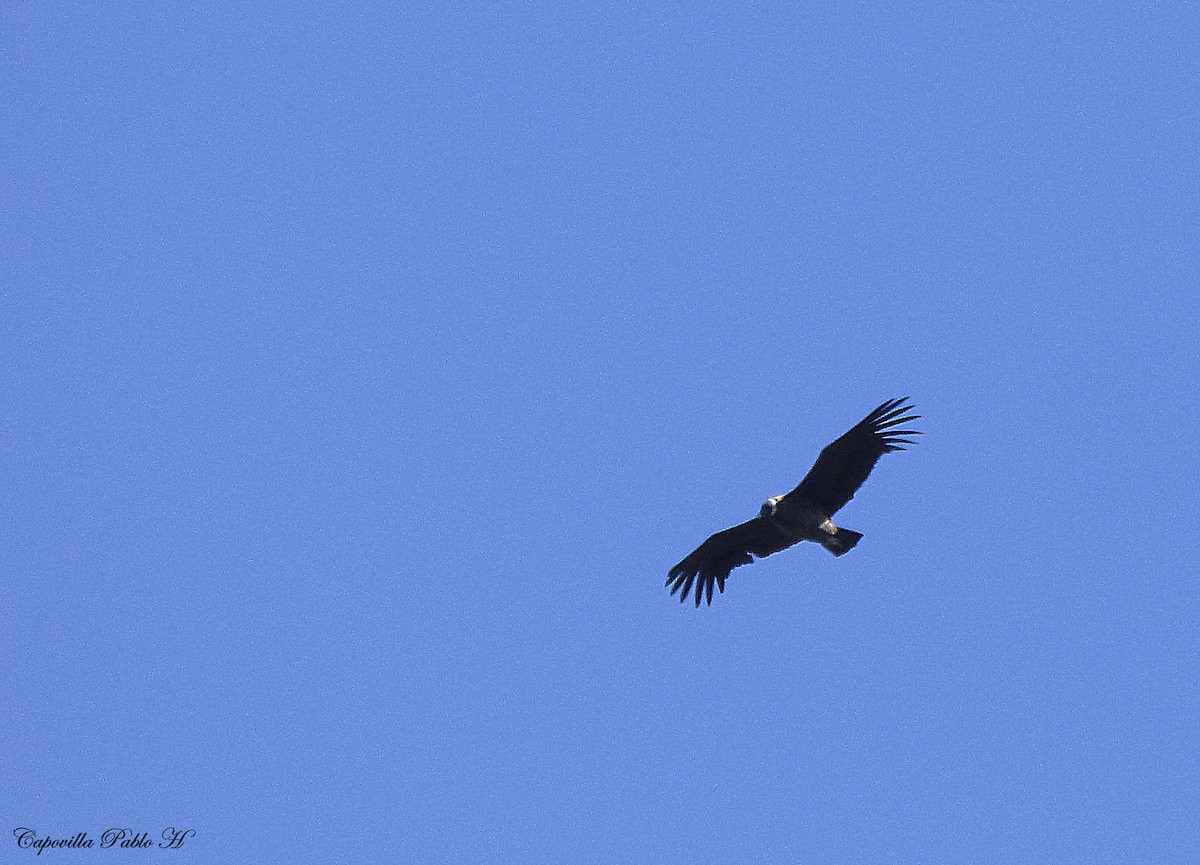 Andean Condor - Pablo Hernan Capovilla