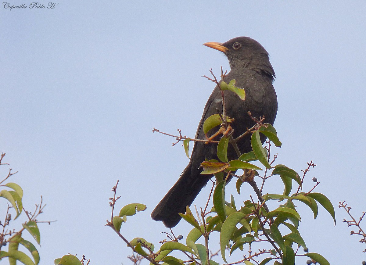 Chiguanco Thrush - ML111760171