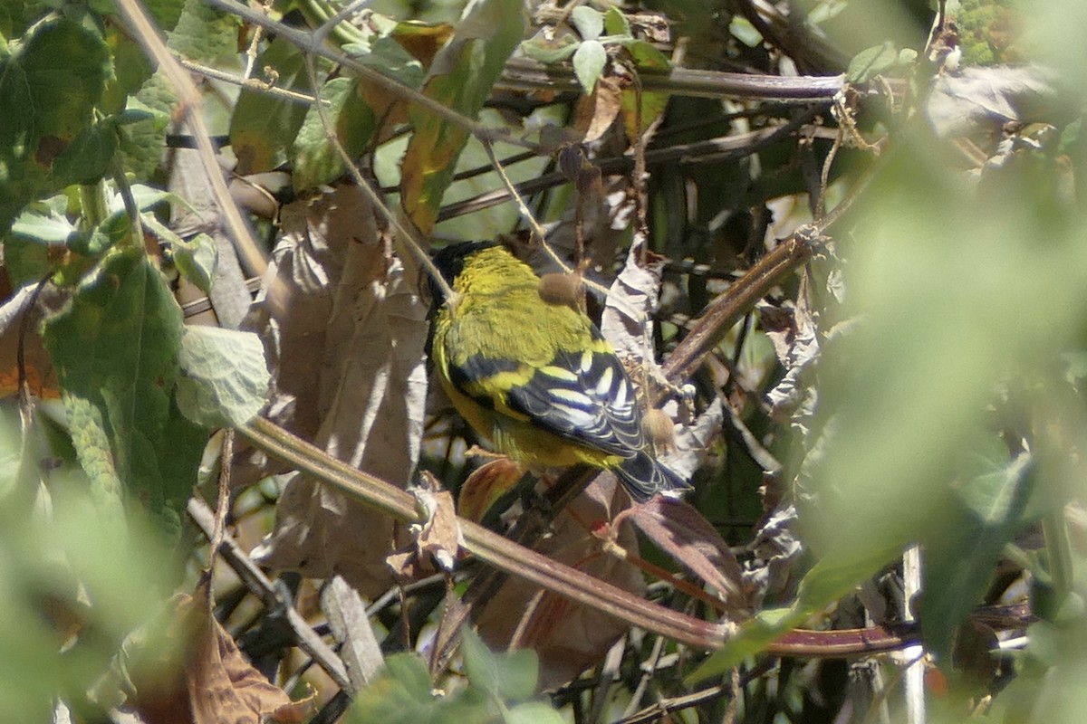 Hooded Siskin - ML111760281