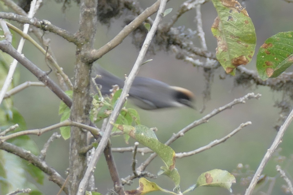 White-winged Brushfinch - ML111760411