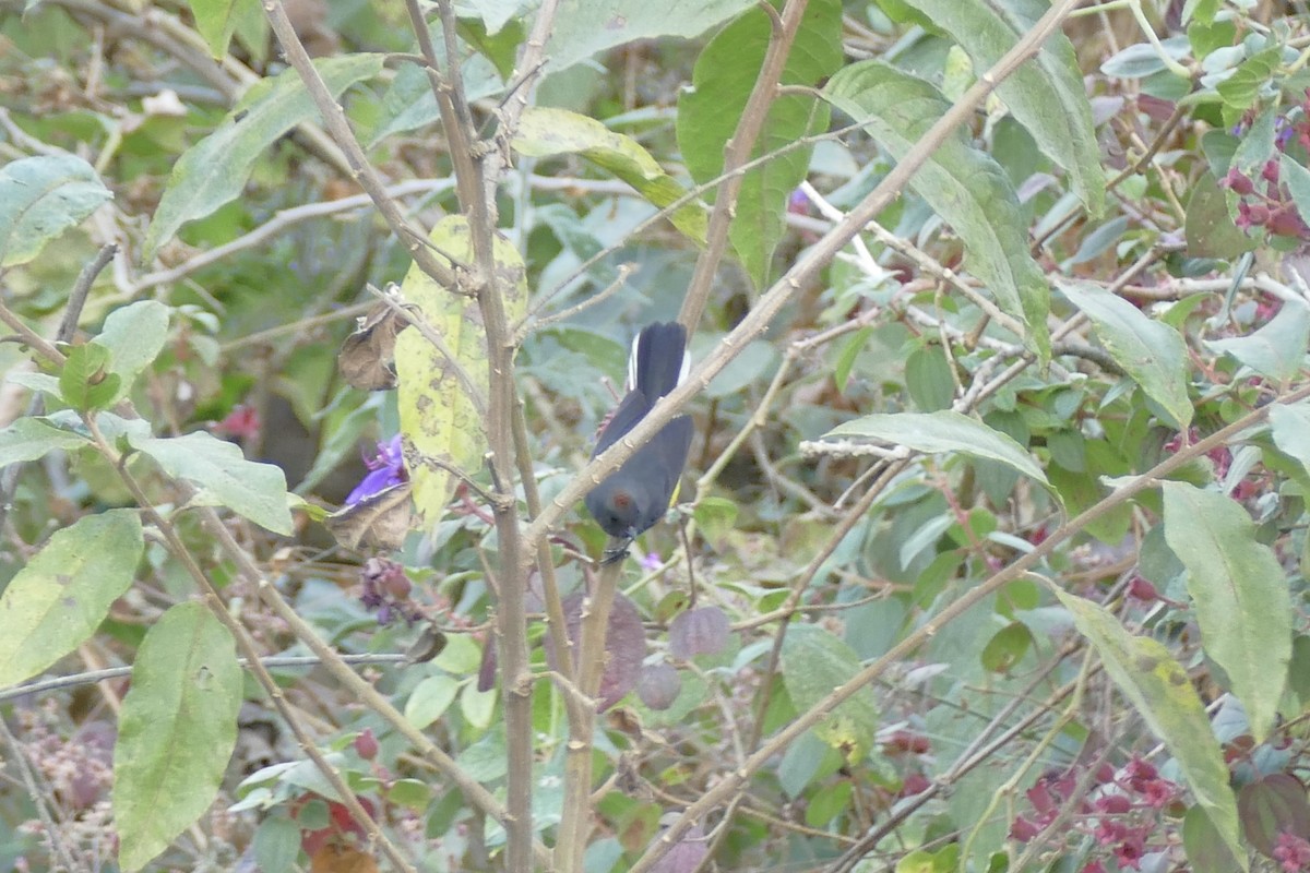 Slate-throated Redstart - ML111760871