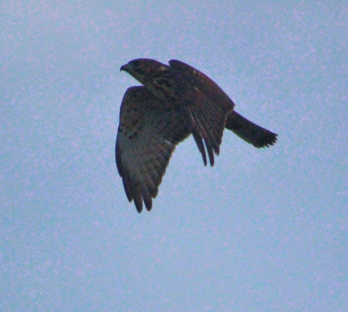 Broad-winged Hawk - Jo-Anne McDonald