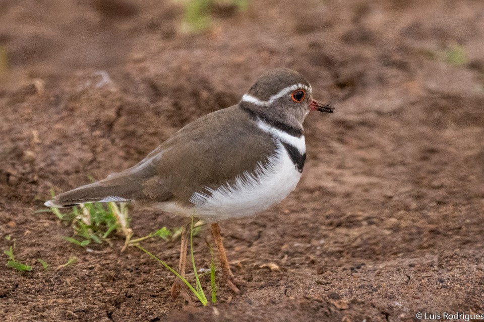 Three-banded Plover - Luis Rodrigues