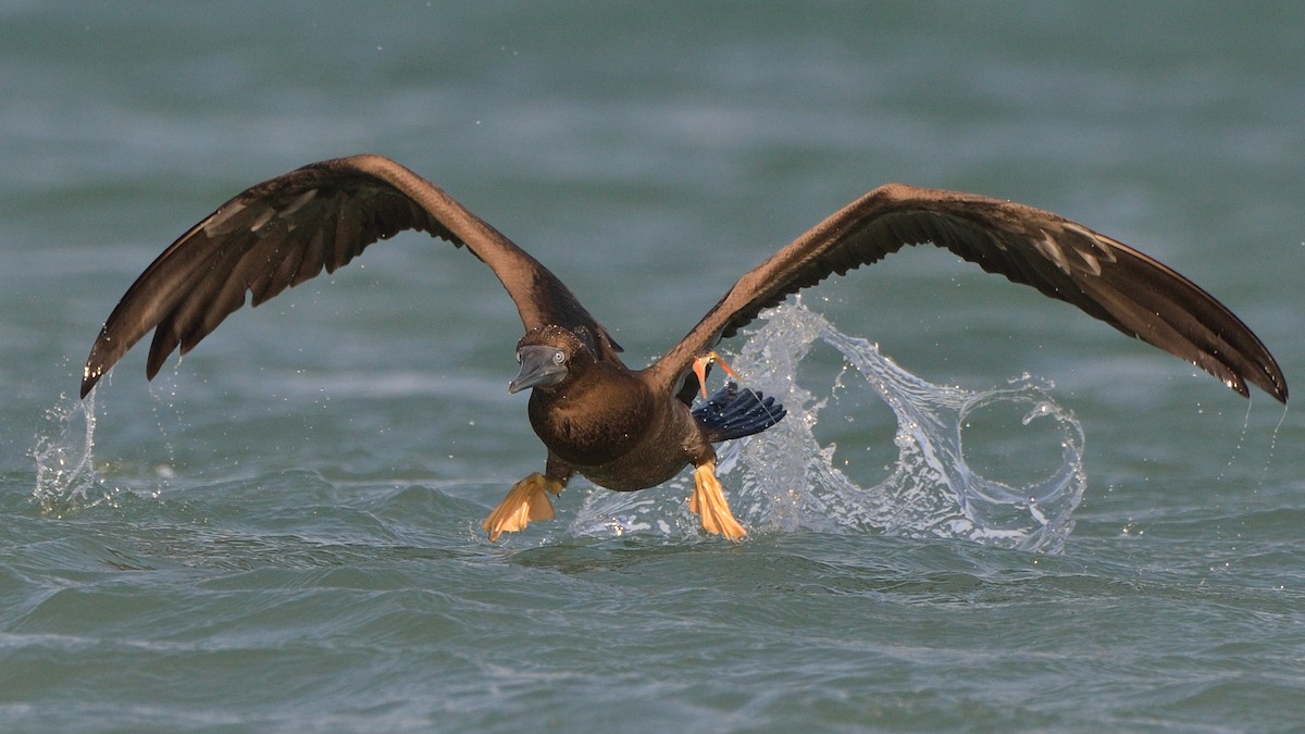 Brown Booby - Michiel Oversteegen