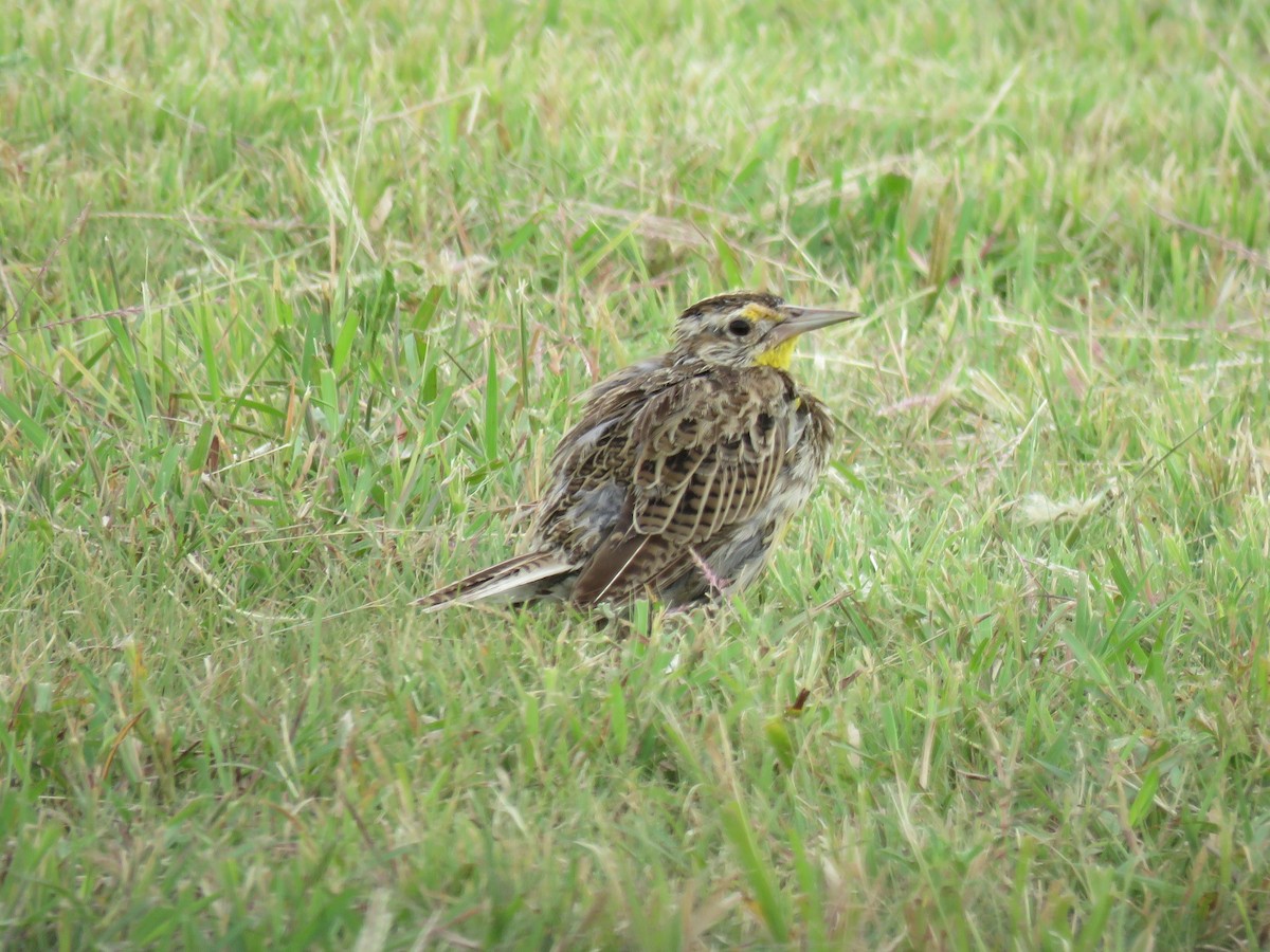 Western Meadowlark - ML111766461