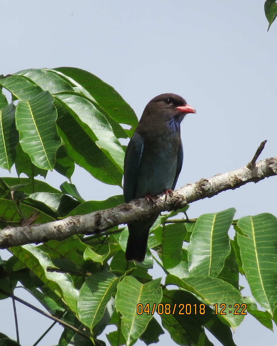 Dollarbird - ML111767351