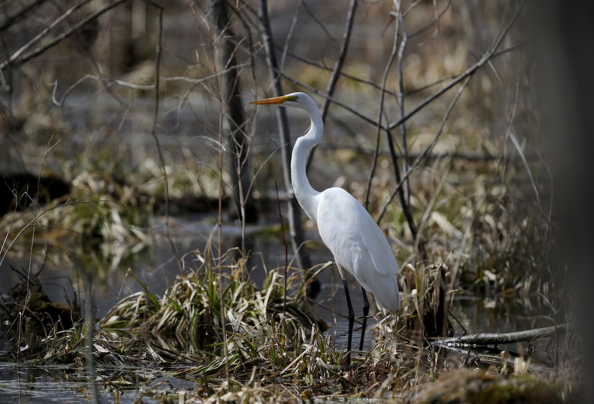 Great Egret - Jay McGowan