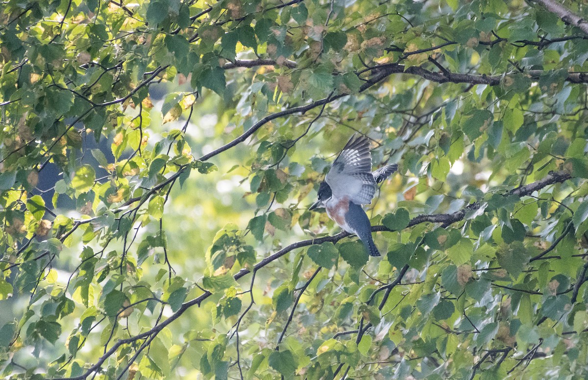 Belted Kingfisher - Annie Lavoie