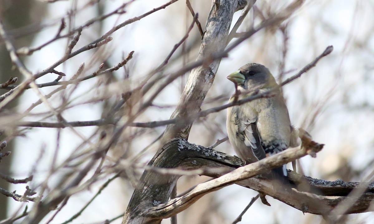 Evening Grosbeak - Jay McGowan