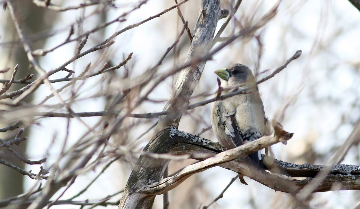 Evening Grosbeak - Jay McGowan