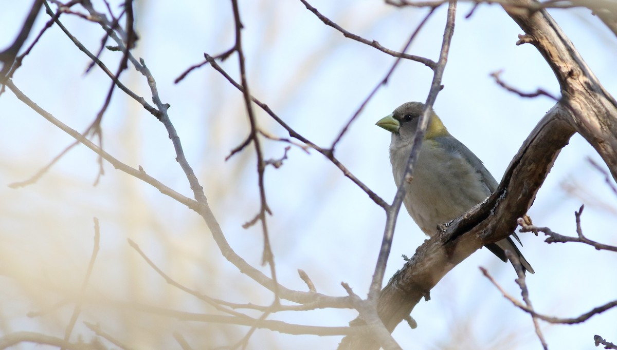 Evening Grosbeak - Jay McGowan