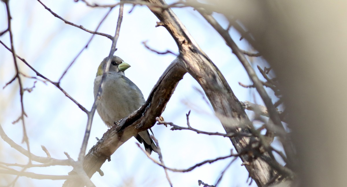 Evening Grosbeak - Jay McGowan