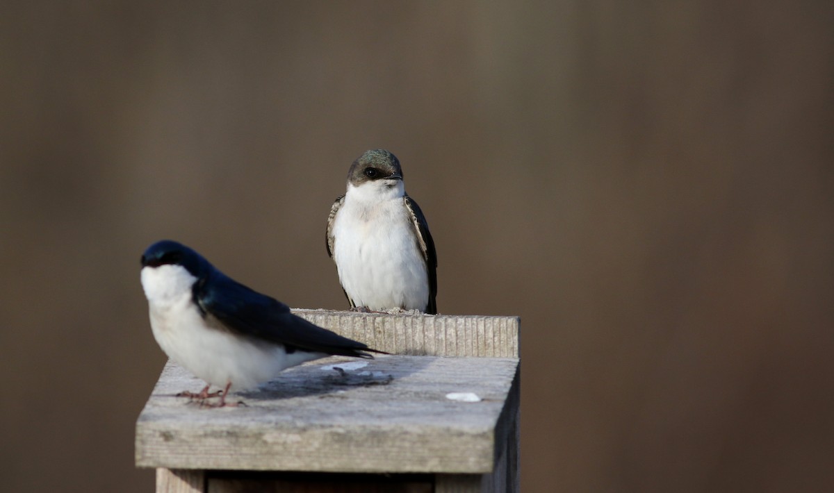 Tree Swallow - Jay McGowan