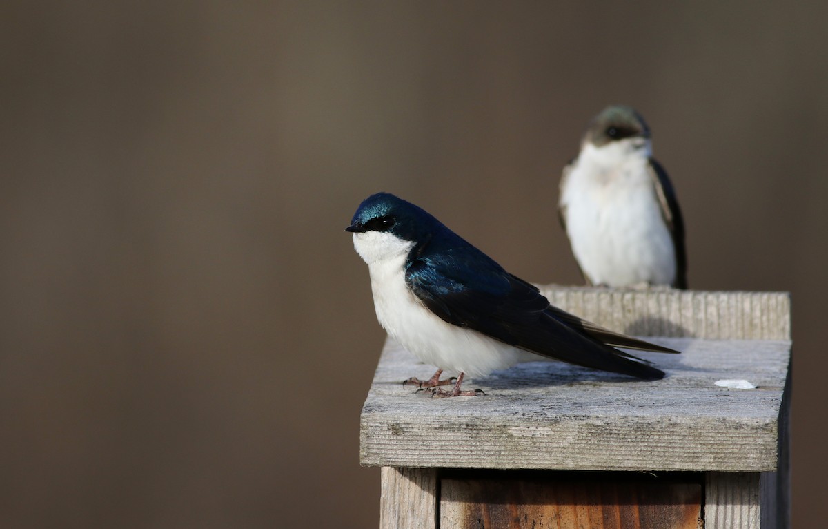 Tree Swallow - Jay McGowan