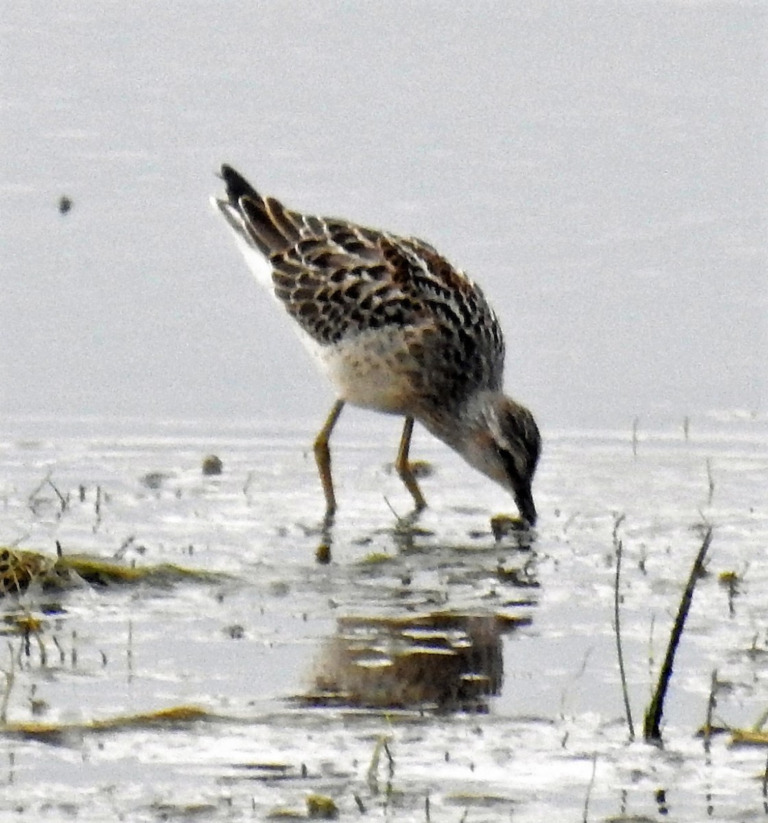 Stilt Sandpiper - ML111776991