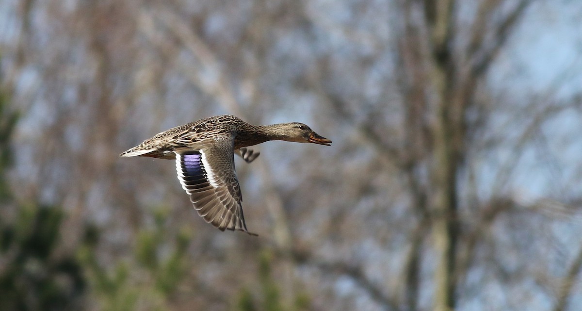 Mallard - Jay McGowan