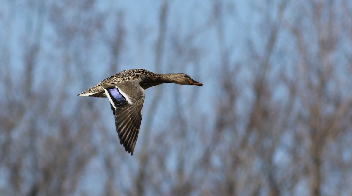 Canard colvert - ML111778511