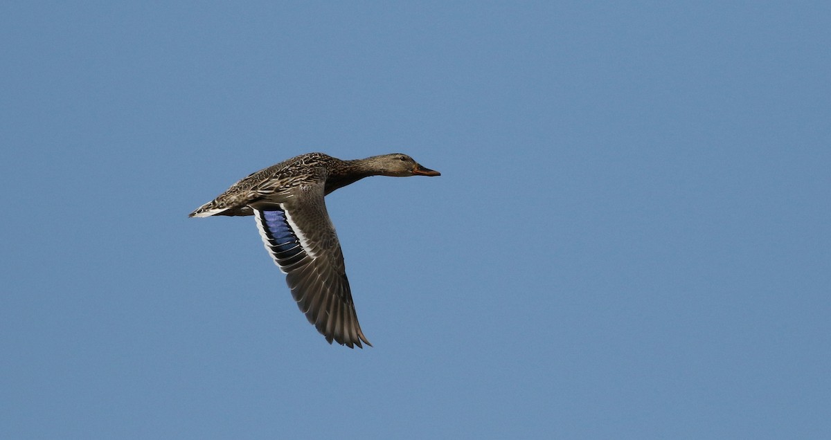 Mallard - ML111778521