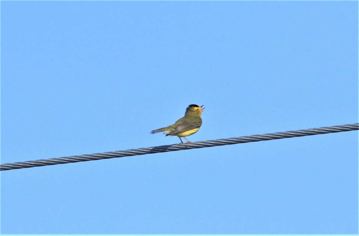 Wilson's Warbler - ML111781231