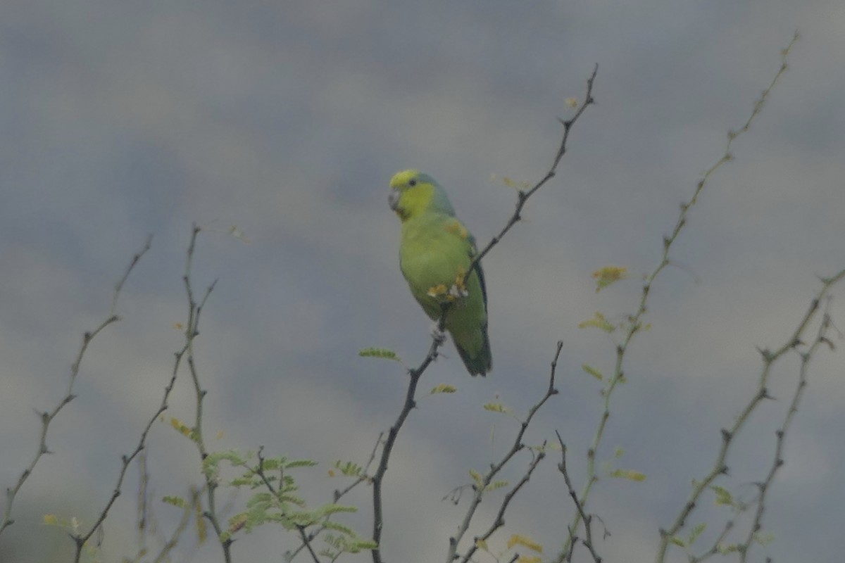 Sarı Kulaklı Serçe Papağanı - ML111781431