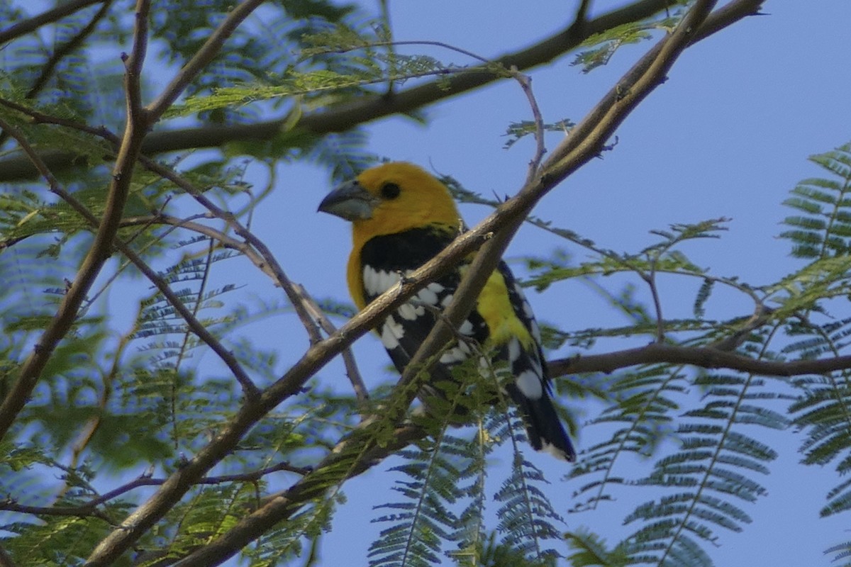 Golden Grosbeak - ML111784061