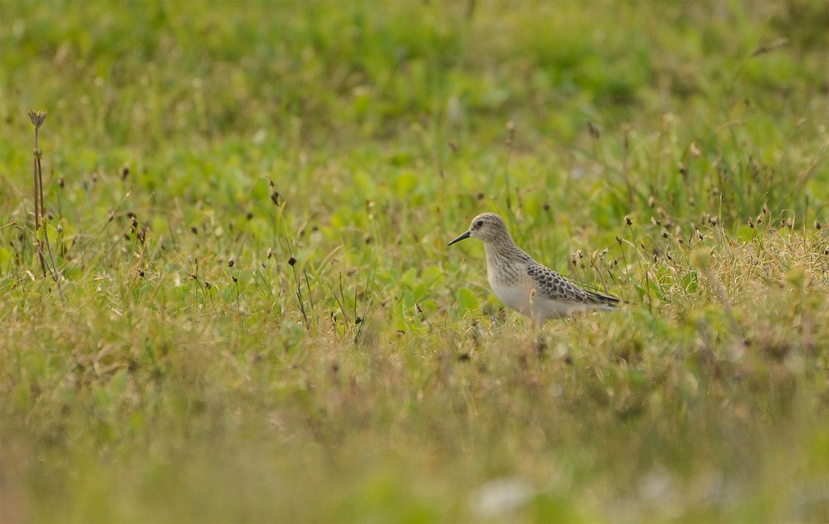 Baird's Sandpiper - ML111786731