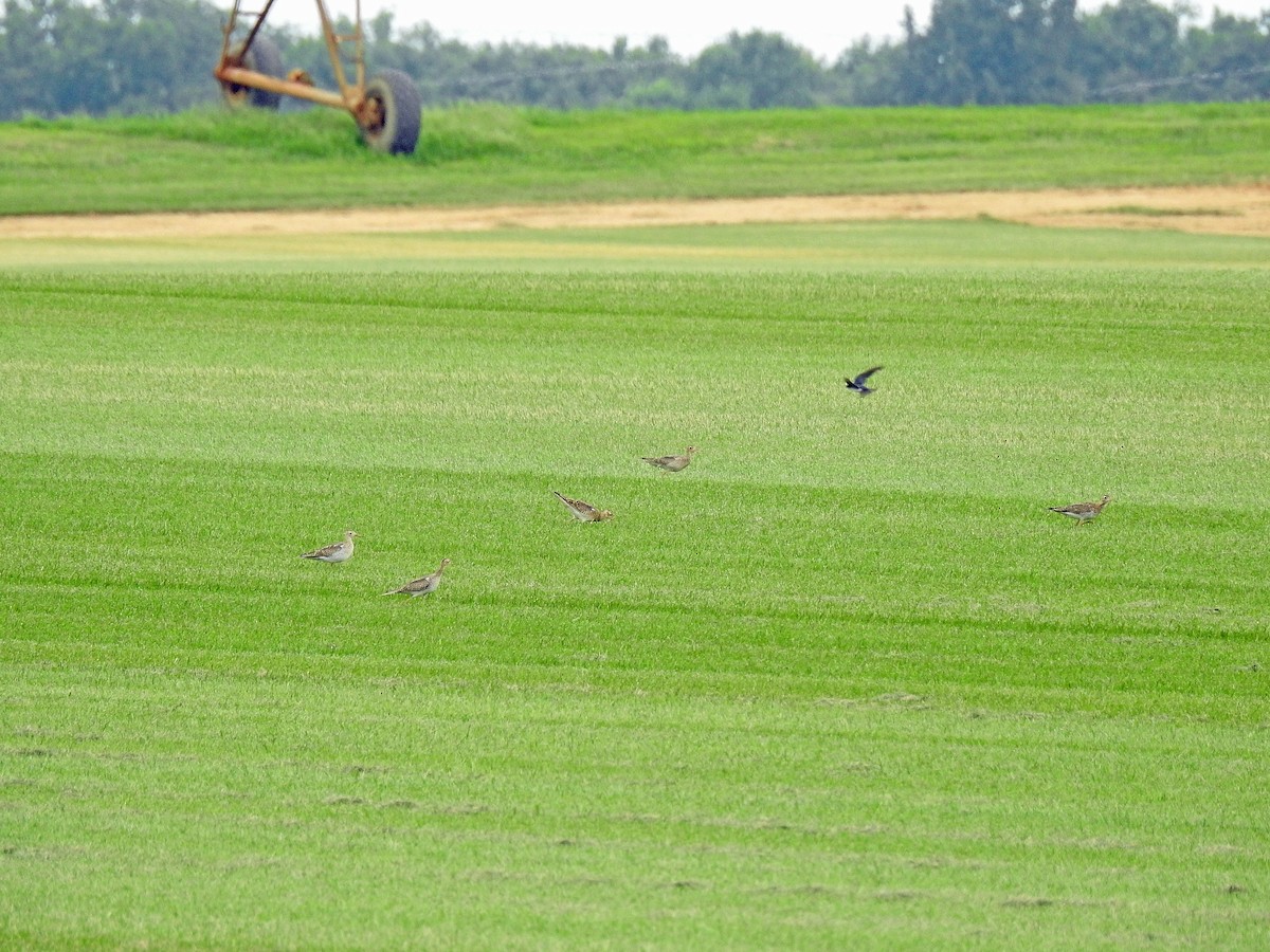 Upland Sandpiper - Anonymous