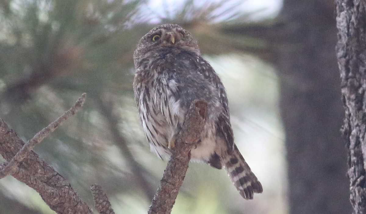 Northern Pygmy-Owl - Jason Rieger