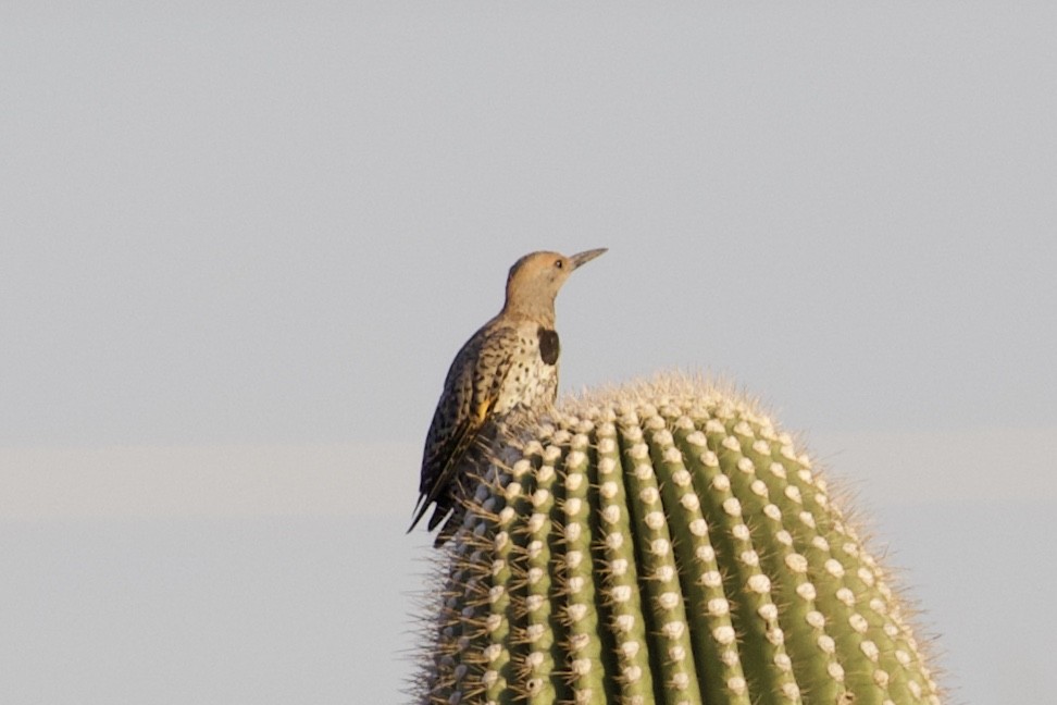 Gilded Flicker - Mike Sanders