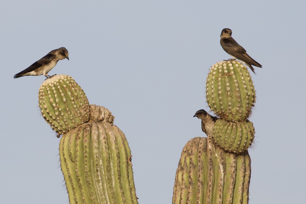 Purple Martin - Mike Sanders