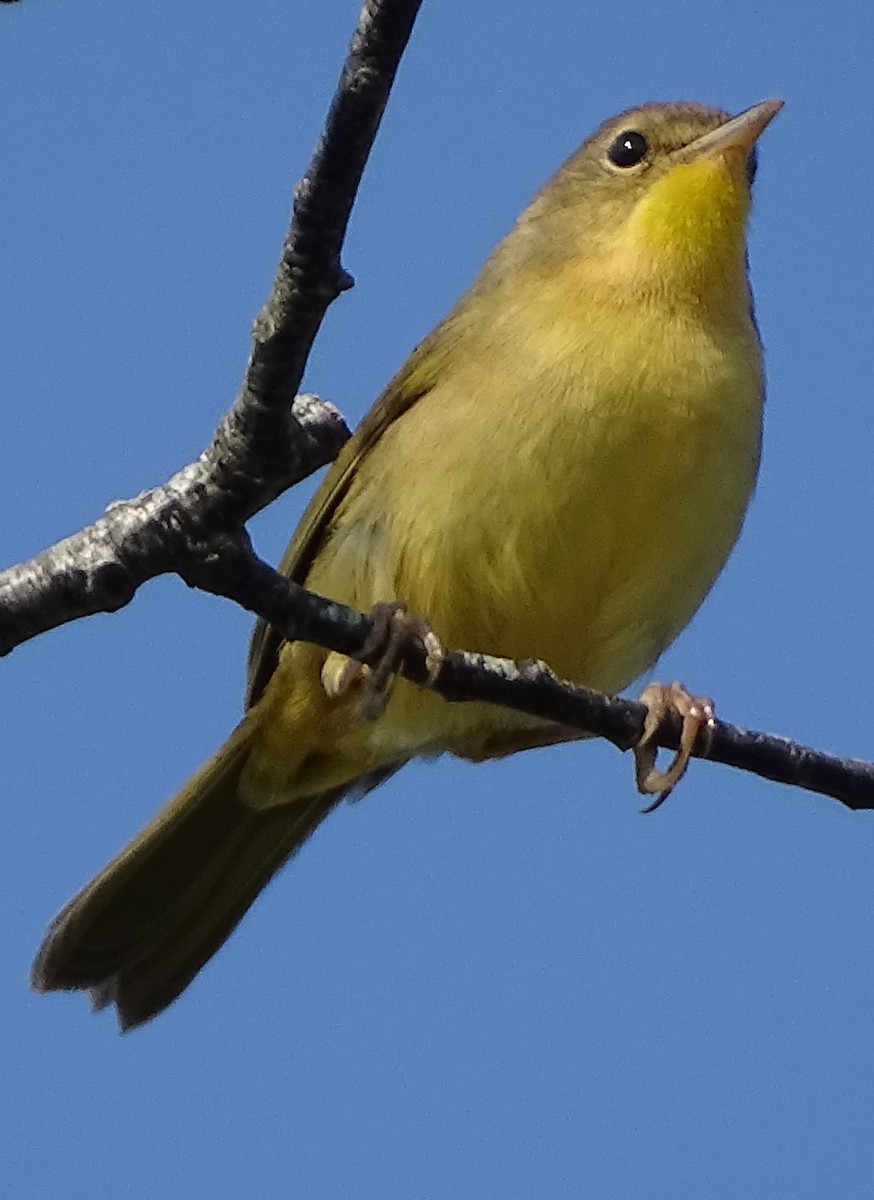 Paruline masquée - ML111790161