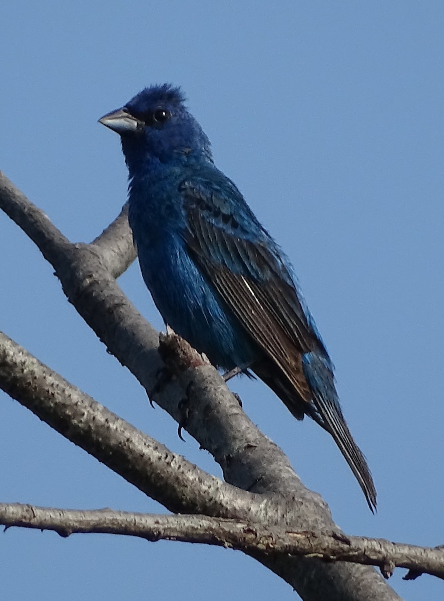 Passerin indigo - ML111790231