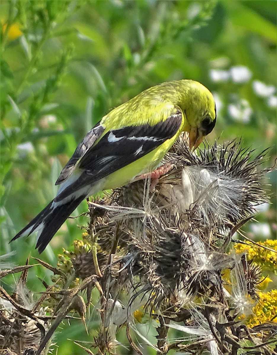 Chardonneret jaune - ML111790581