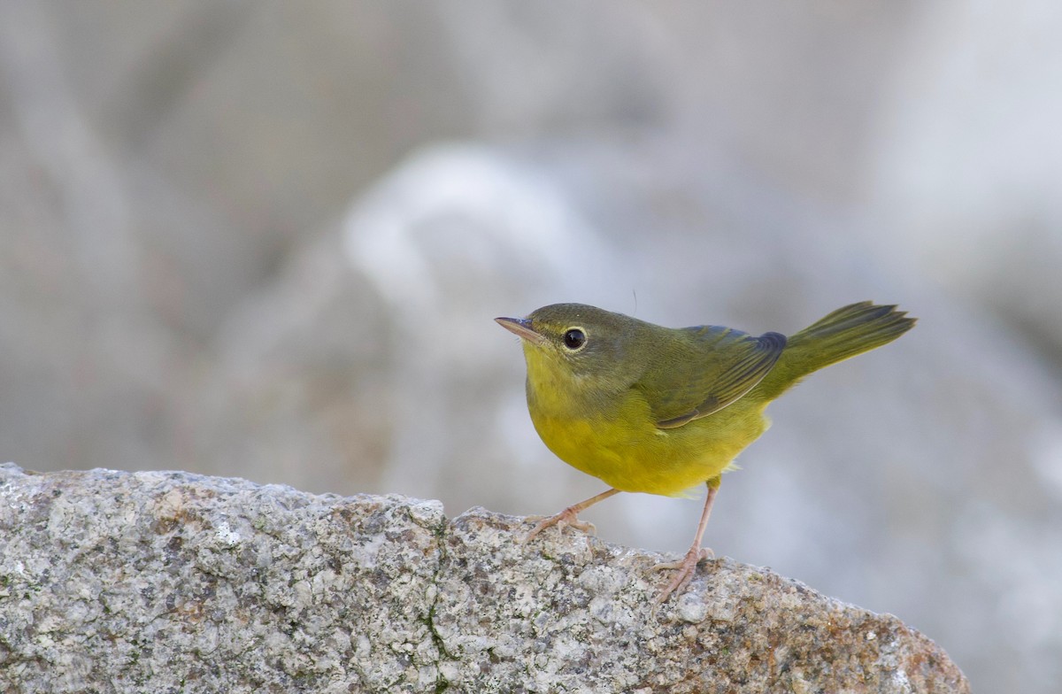 Mourning Warbler - Nathan Dubrow