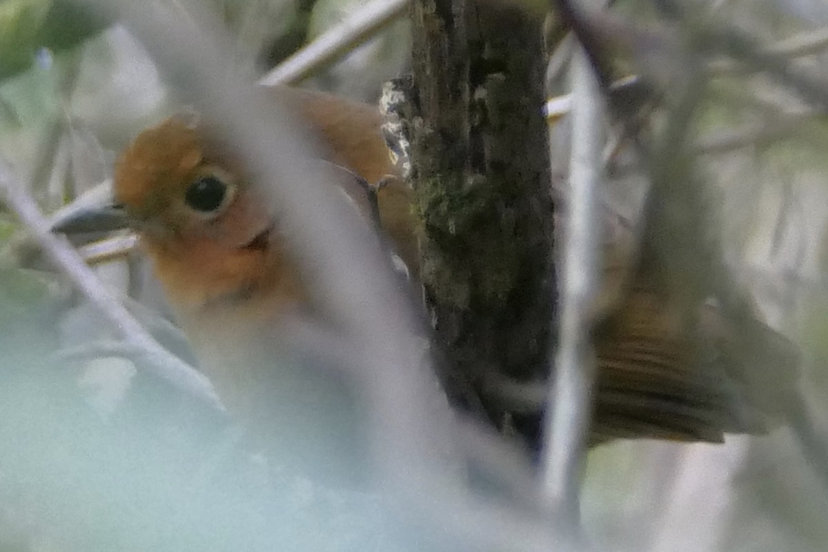 Cajamarca Antpitta - ML111791911