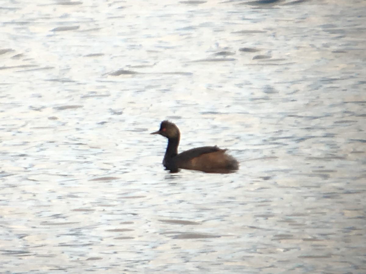 Eared Grebe - Cameron Eckert