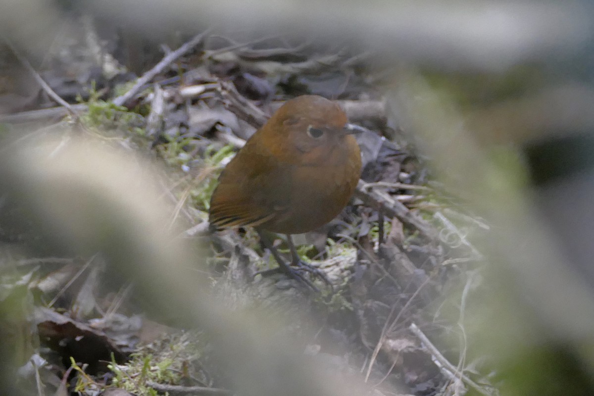 Cajamarca Antpitta - ML111792041