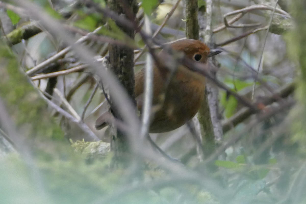 Cajamarca Antpitta - ML111792051