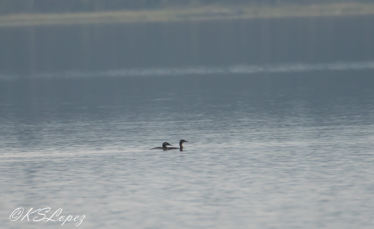 Red-necked Grebe - Kathy Lopez