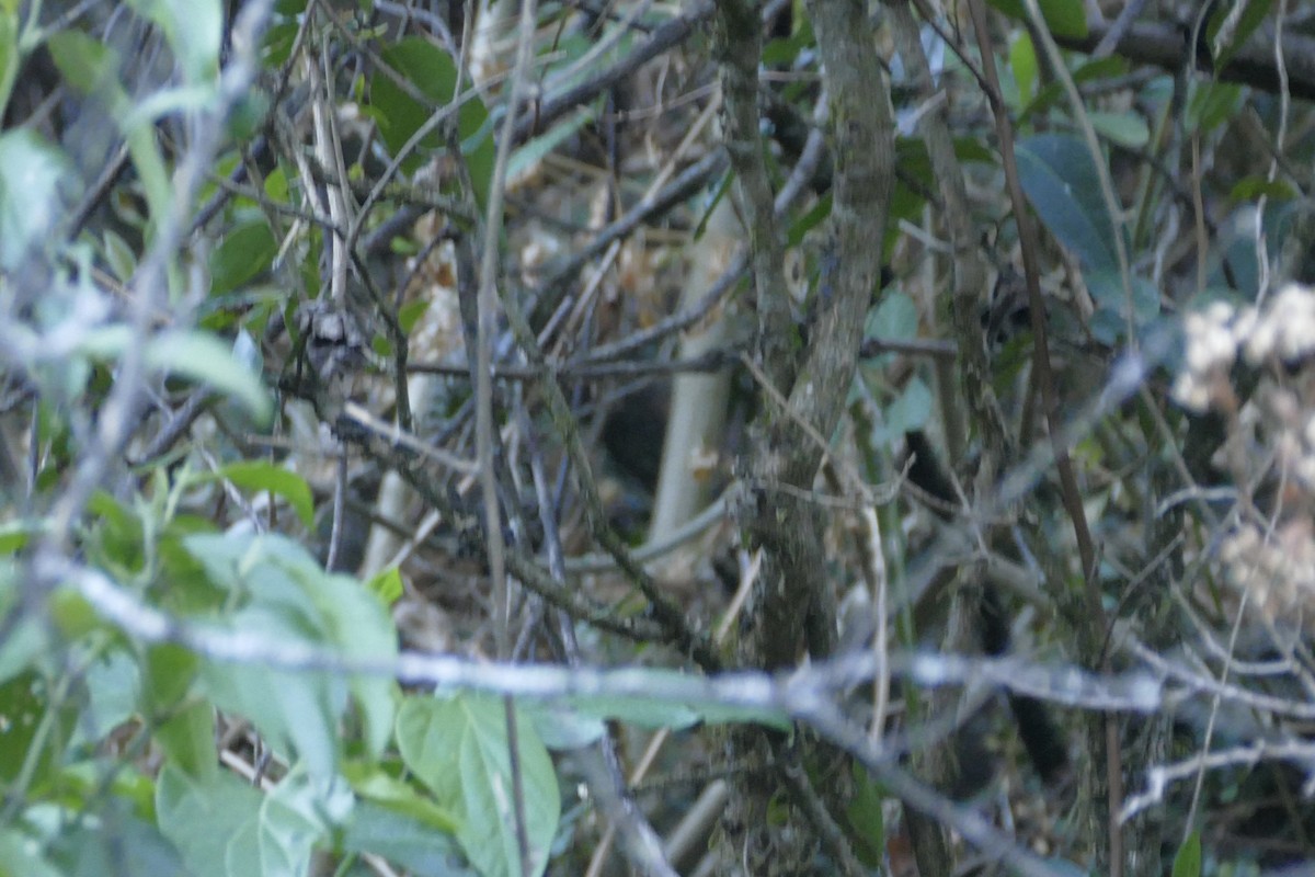 Unicolored Tapaculo - ML111793711