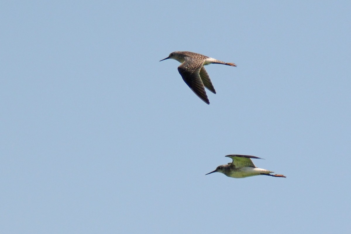 Lesser Yellowlegs - ML111795381