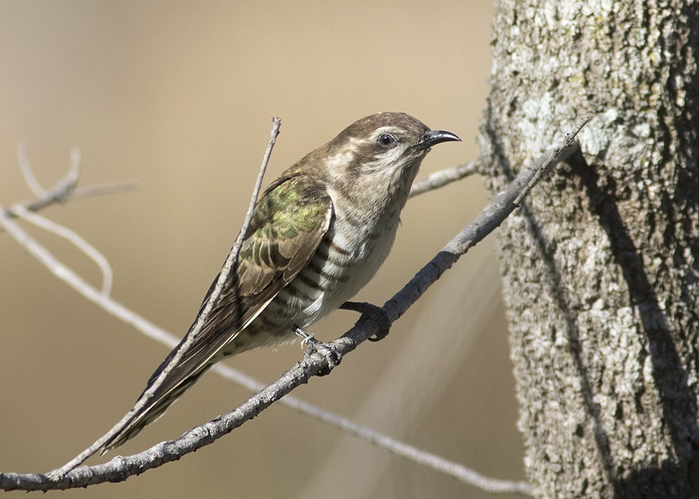 Horsfield's Bronze-Cuckoo - Stephen Murray