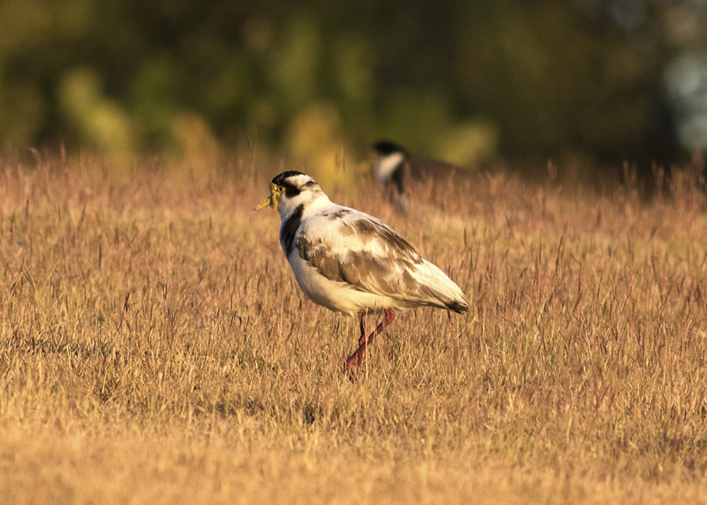 Masked Lapwing - ML111796591