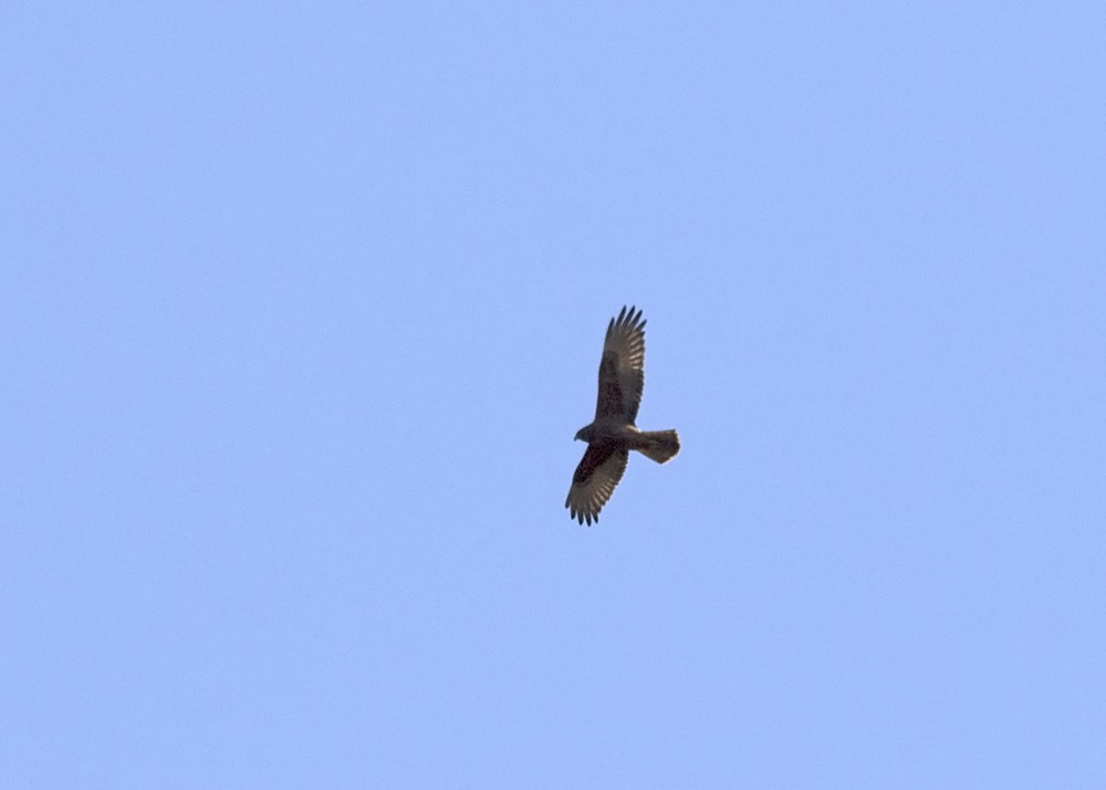 Swamp Harrier - ML111797041