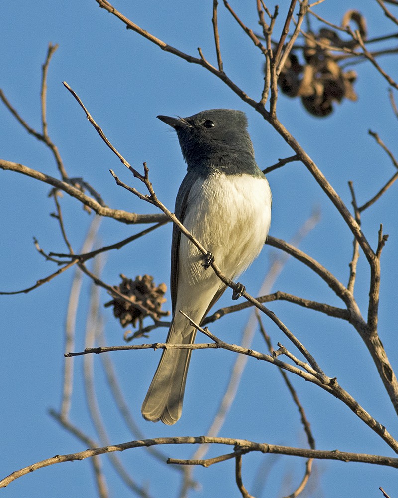 Leaden Flycatcher - Stephen Murray