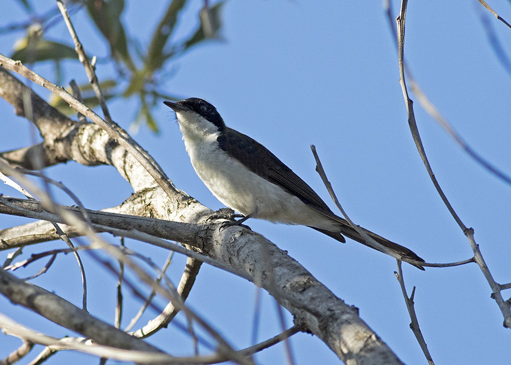 Restless Flycatcher - ML111798061